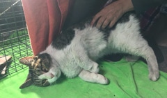 Thomas night of his rescue