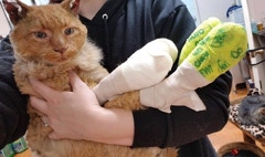 Hobbes, Tubbs Fire survivor, wrapped in bandages