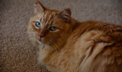 Hobbes after full recovery