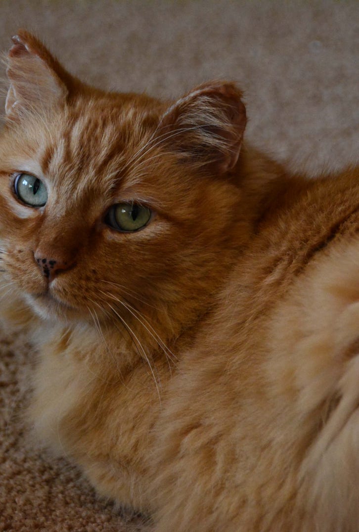 Hobbes Tubbs Fire survivor