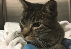 Tucker with his injuries after the Tubbs FIre